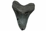 Serrated, Fossil Megalodon Tooth - South Carolina #325767-2